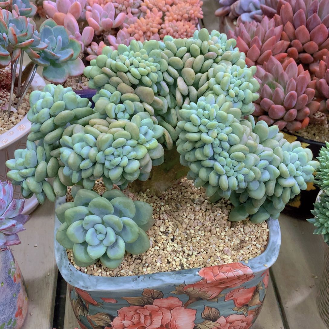 逸园精品多肉香水洛神缀特价