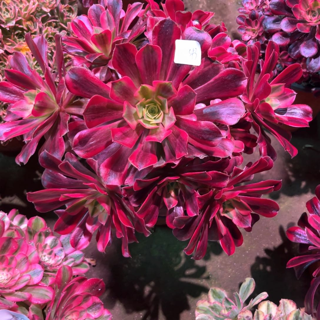 多肉植物美杜莎543