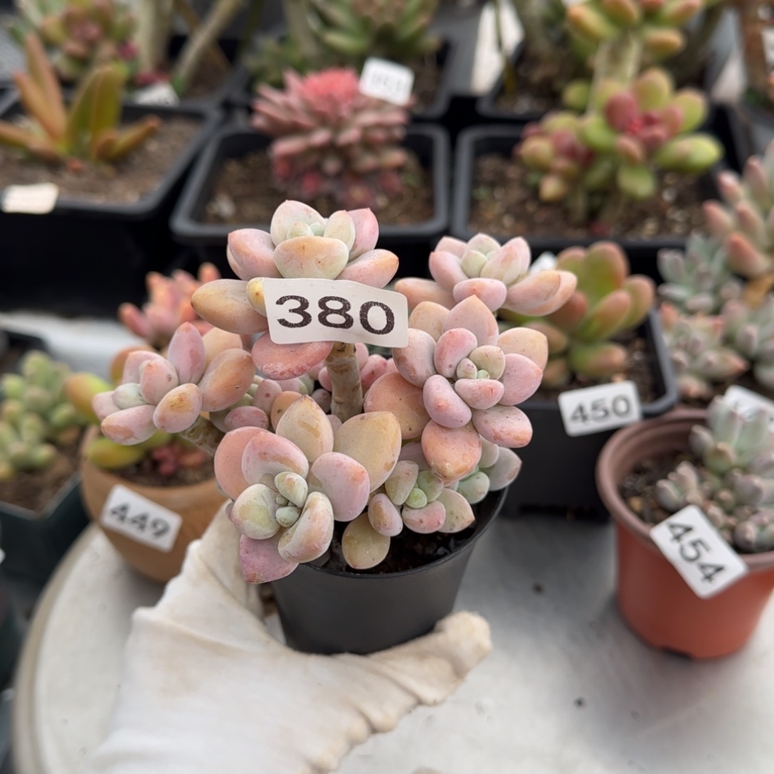 380号一物一拍一物一拍