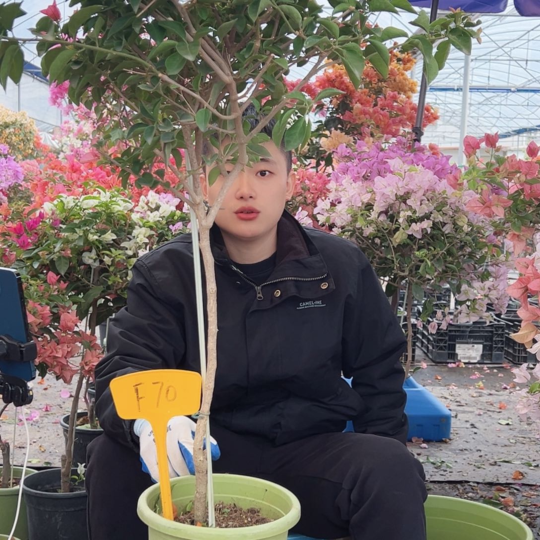 勿***为大部分花苞少量开放F70卡雅塔