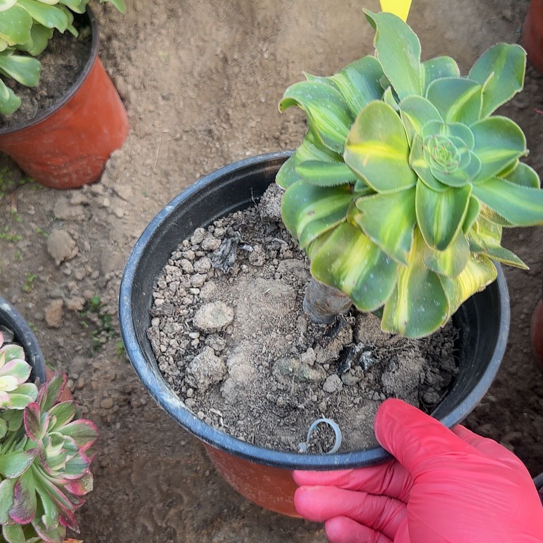 4291---暴君多头多肉