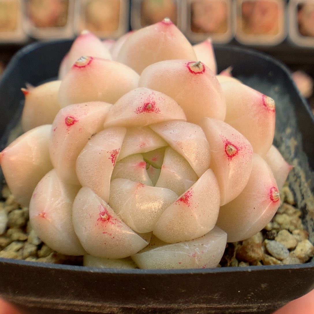 一物一拍精品多肉。麦秆双头121