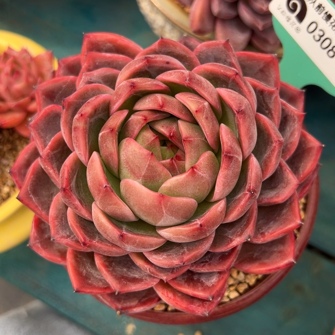 从前慢多肉精选编号0308.128