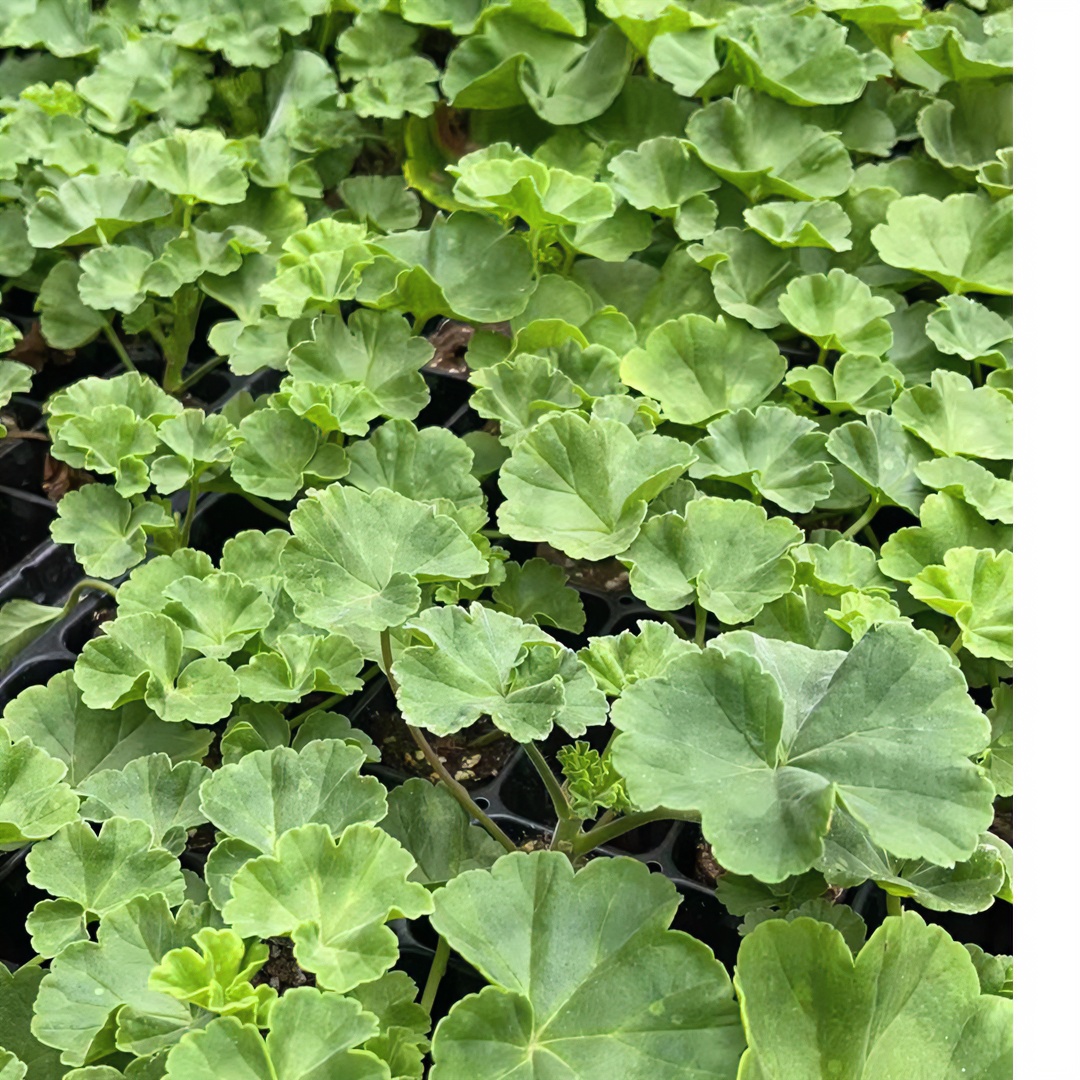 天竺葵穴盘苗 （进口测试苗5棵不同品种）