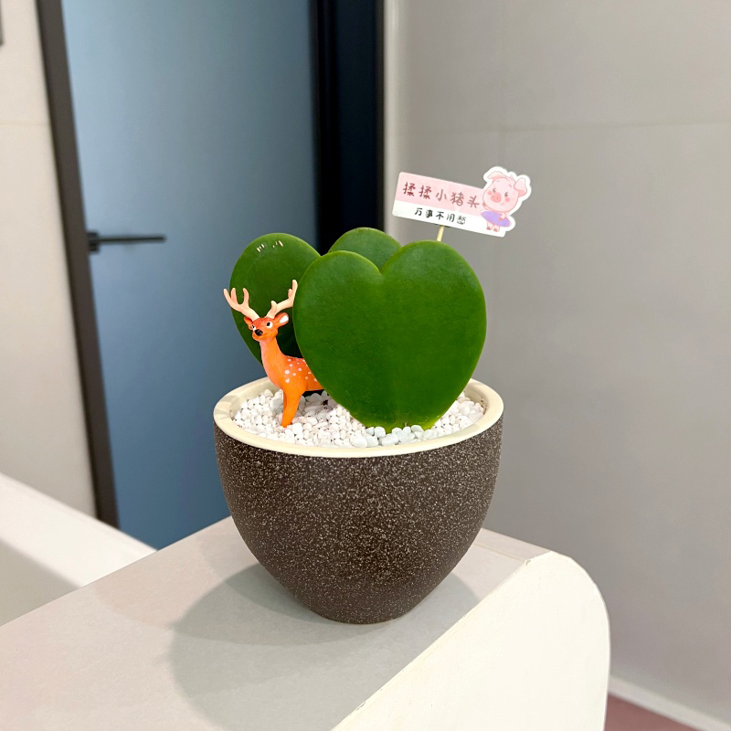 【喜半阴】心叶球兰小盆栽室内桌面多好养情人送礼好看耐寒耐热四季