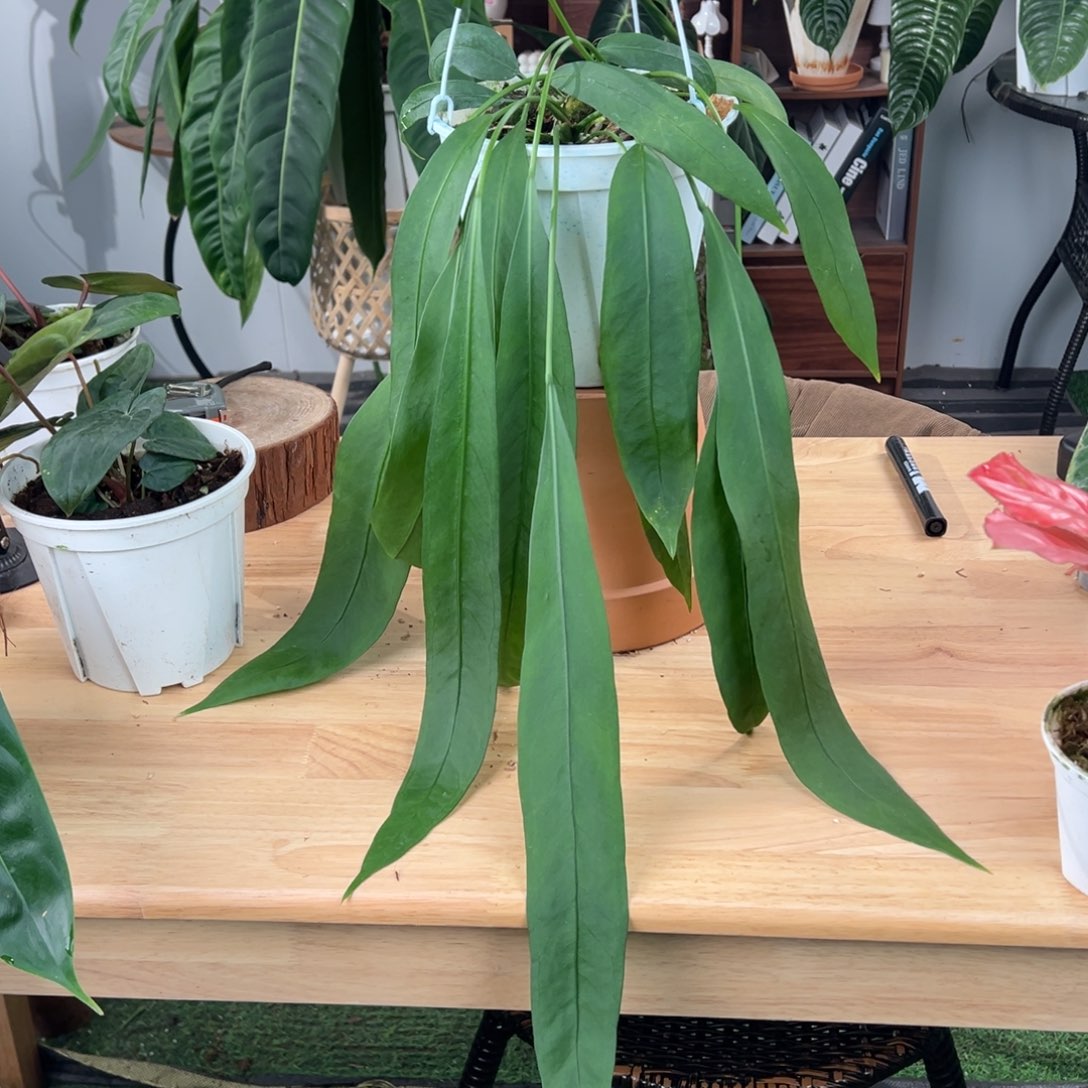 完全开放三头老桩维塔