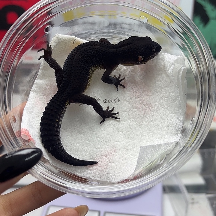 豹纹守宫黑夜 AS级 母温 V191