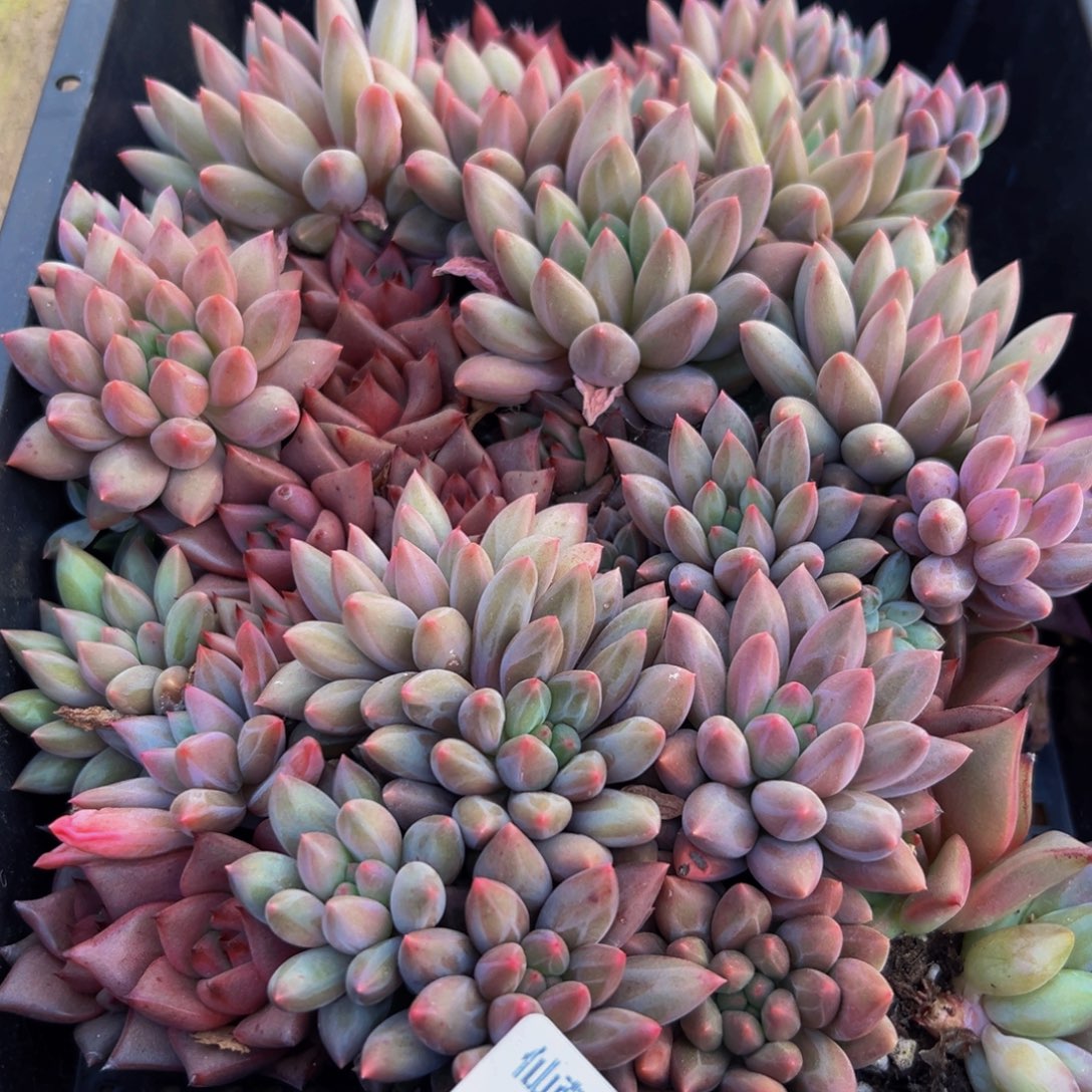 935多肉葡萄的味道是真的很好吃