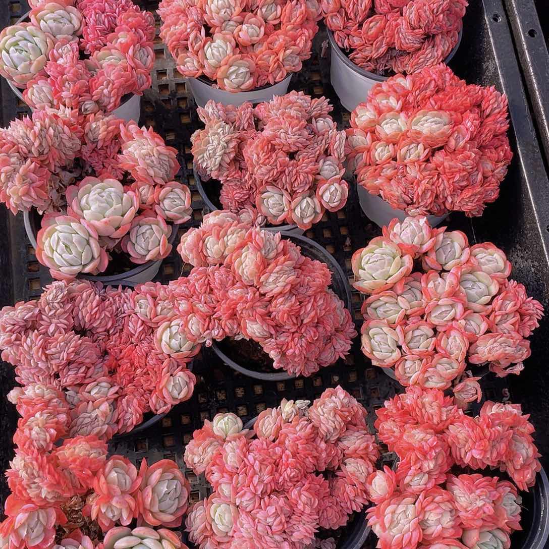 量拍67号 胭脂缀化一个