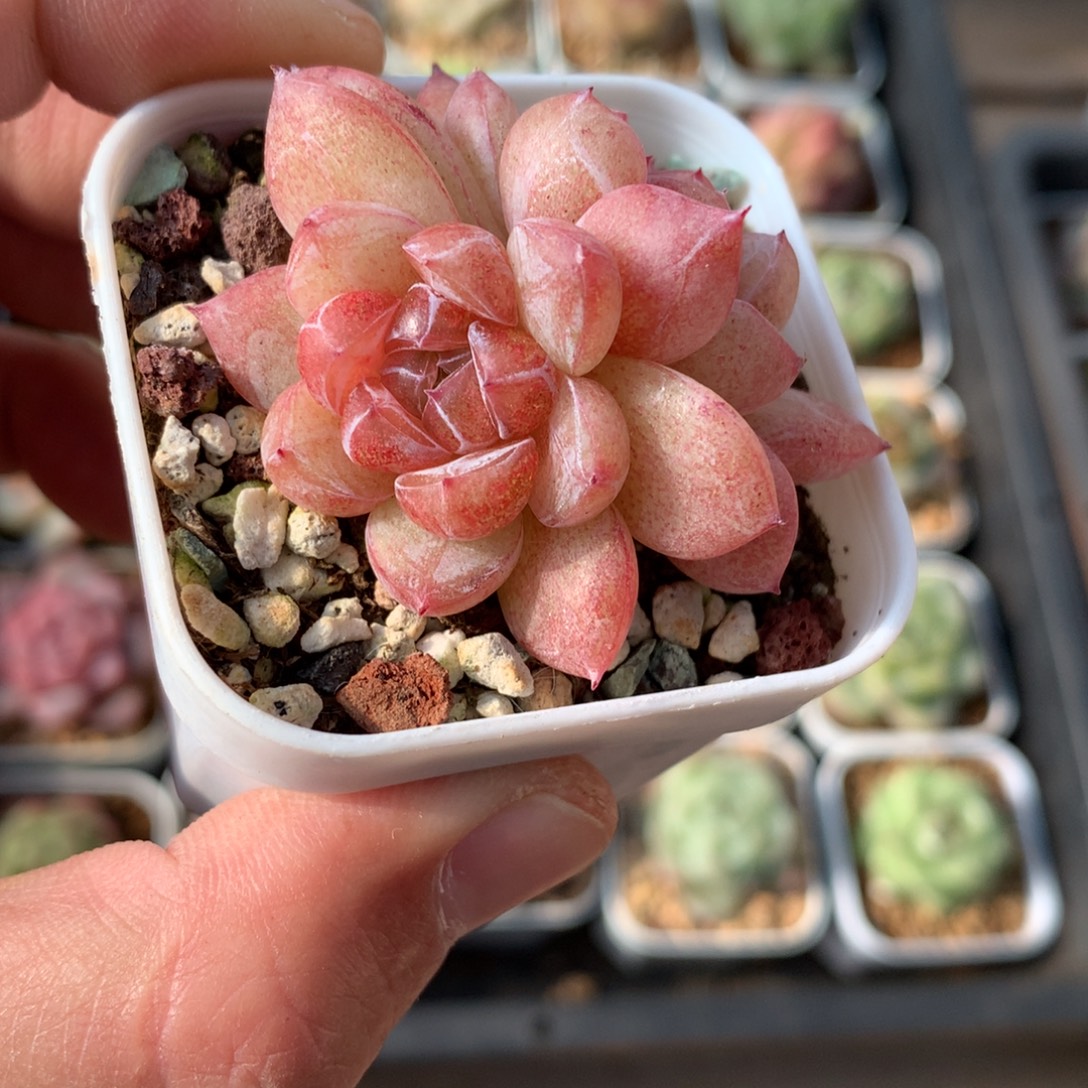 双头。   红色暗纹款。        9号