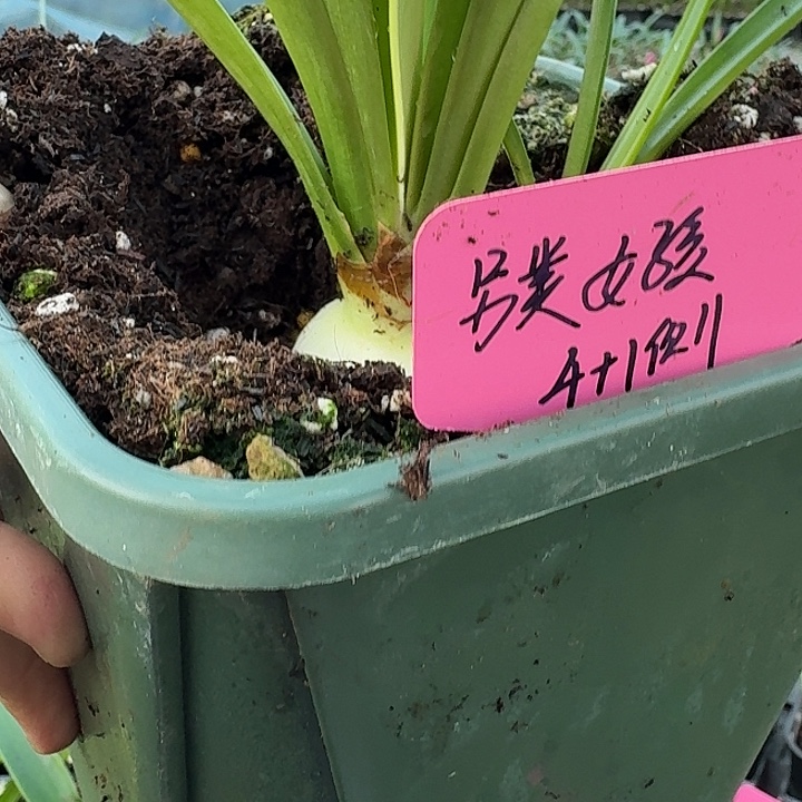 无花朵另类女孩朱顶红直径4加1侧