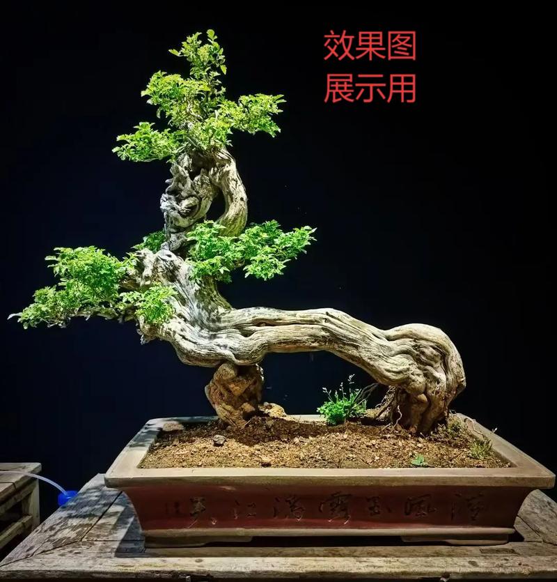 观赏性黄荆盆景直播间下单，私拍随机