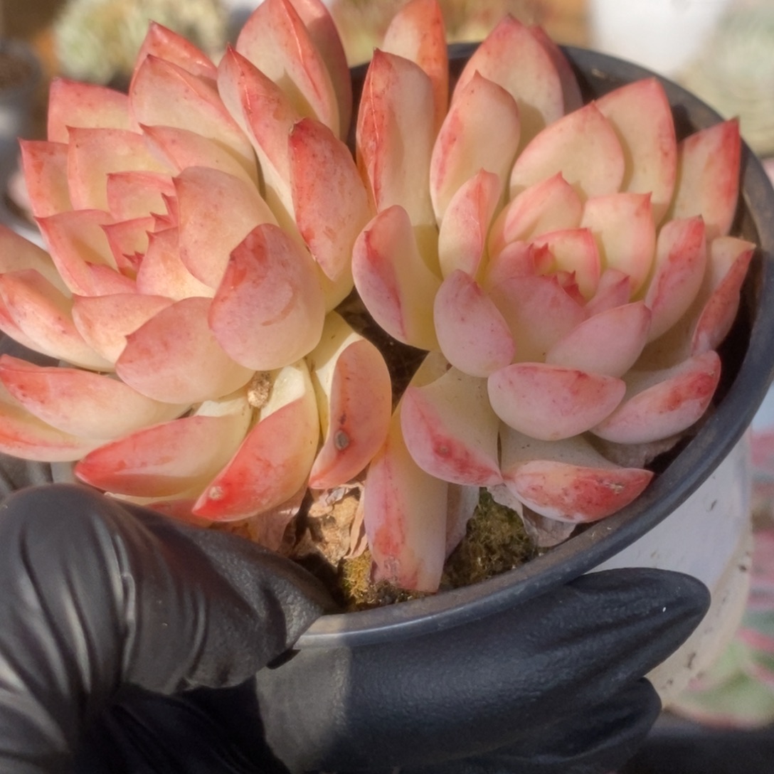 712雨燕座锦锦锦锦锦锦