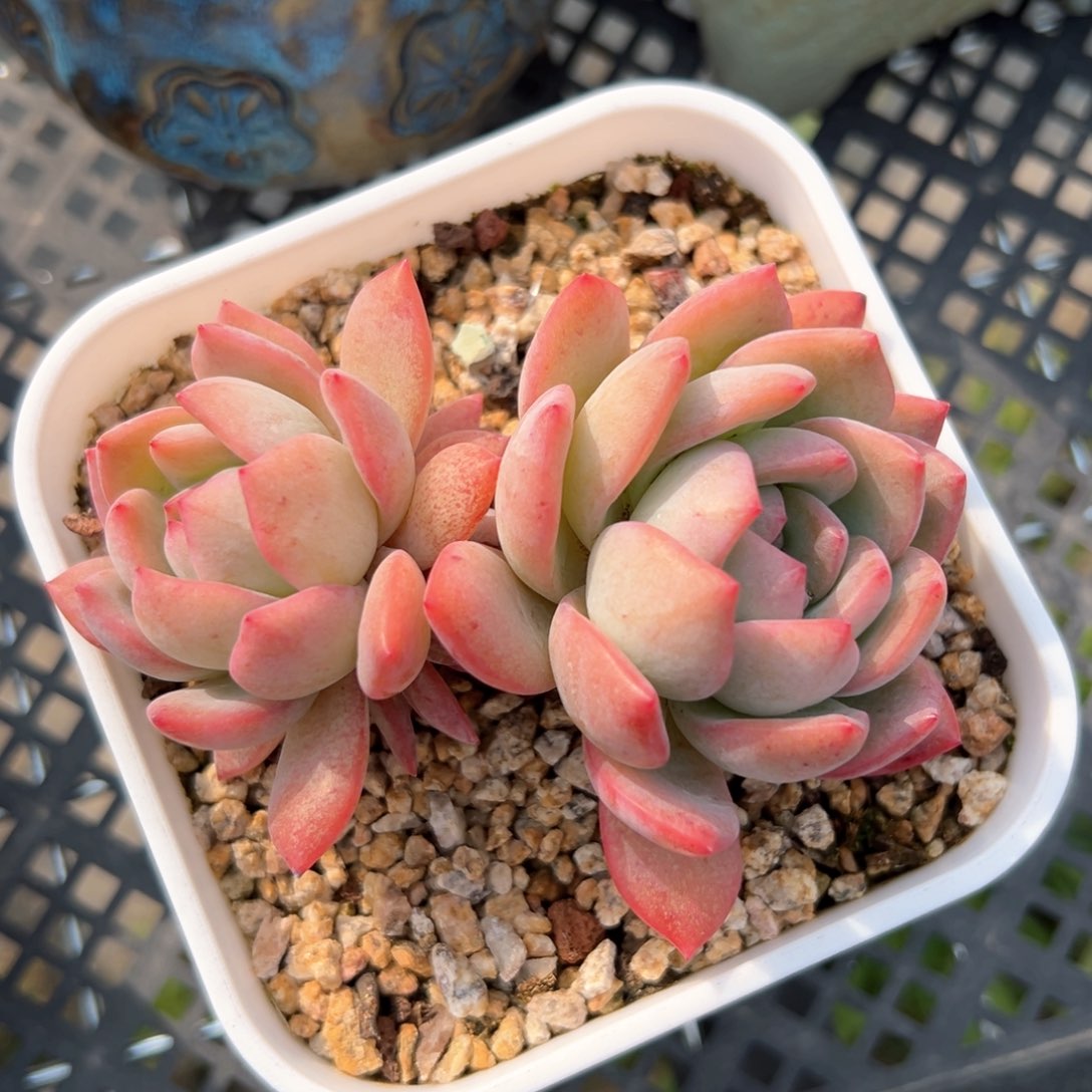 杨*⌯全明星福利（满38包邮）多肉