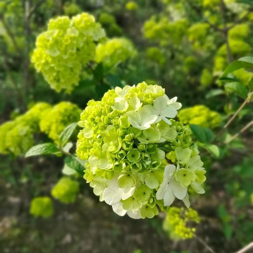 中华木绣球花多次开花盆栽地栽耐热耐寒庭院阳台景观易养绿植花卉