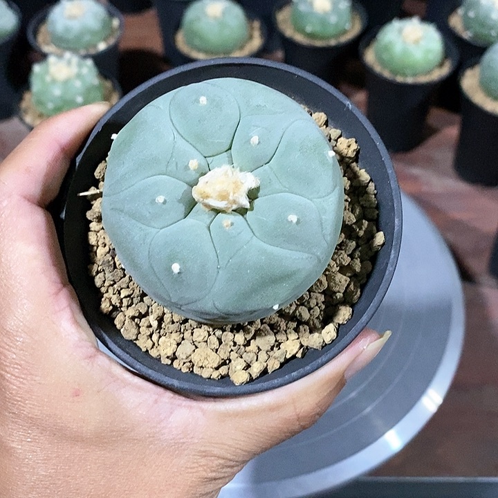 白姬实生脱土发货