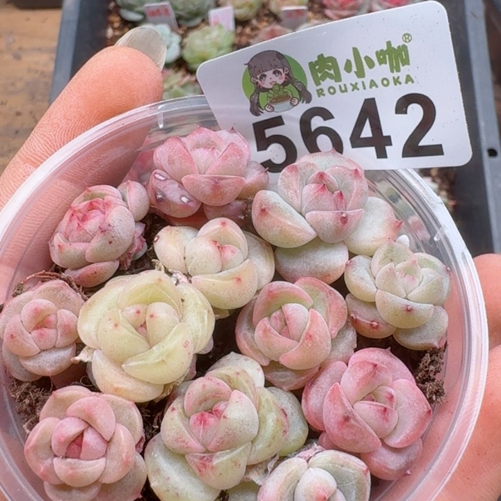 多肉植物多肉植物