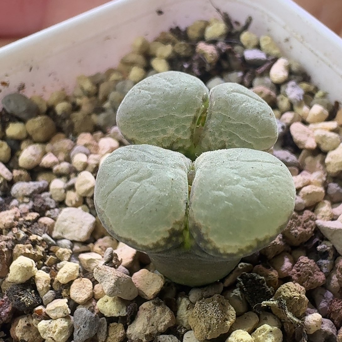 27号双头风铃一物一拍1.3 1.4