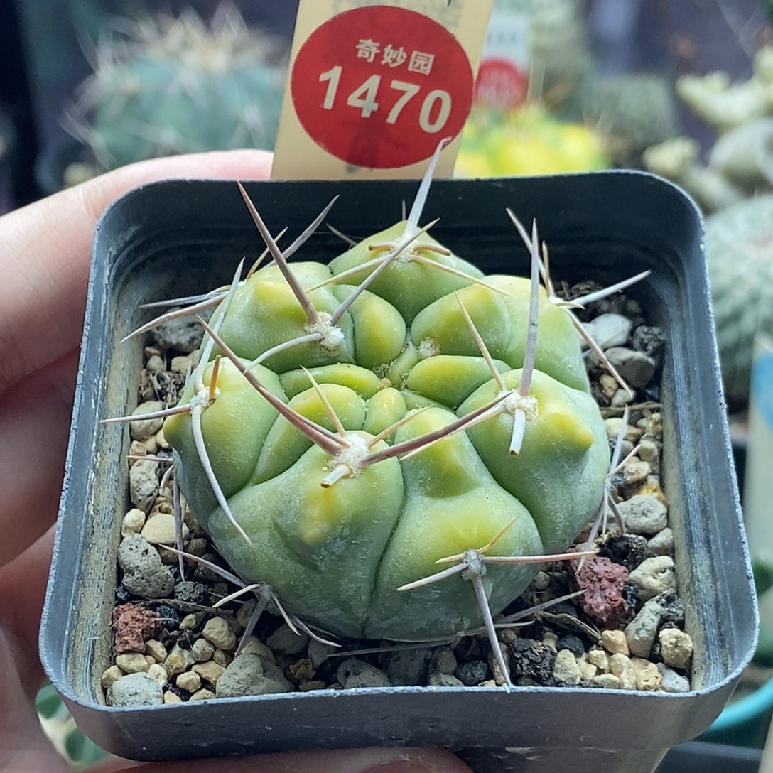 实生强刺黄体铅皮有断刺