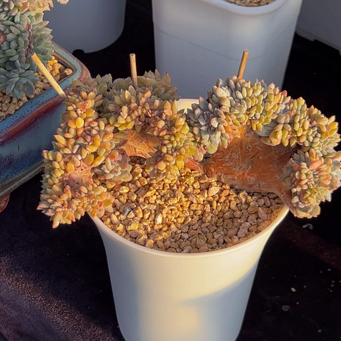  新年快乐新年快乐