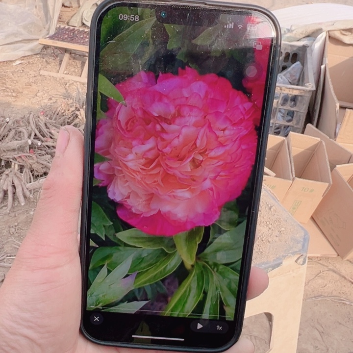当前无花栽培后可以开花珊瑚砰砰