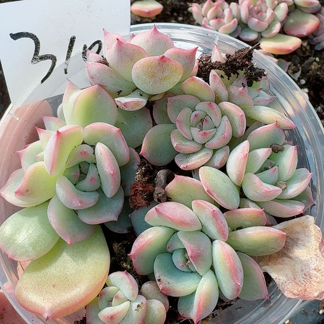 杂交新品珍妮多肉310