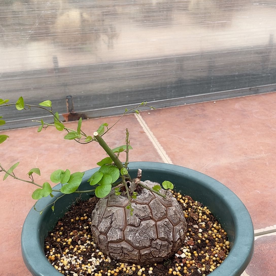 龟甲龙养定带盆发货