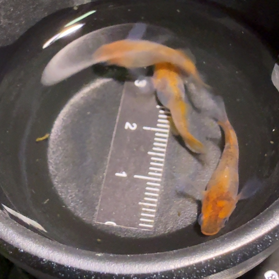 青鳉鱼一物一拍138