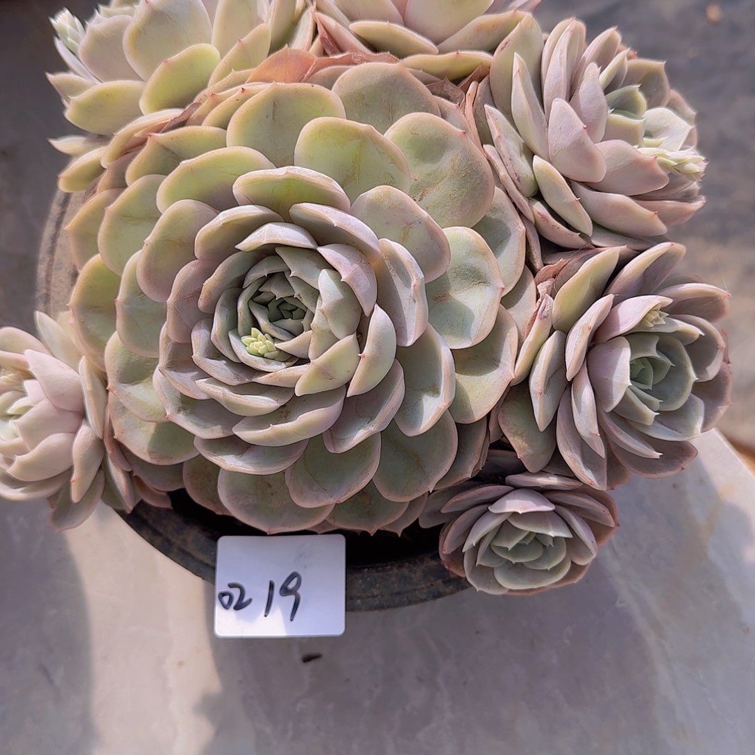 暖*0219蓝色惊喜多肉