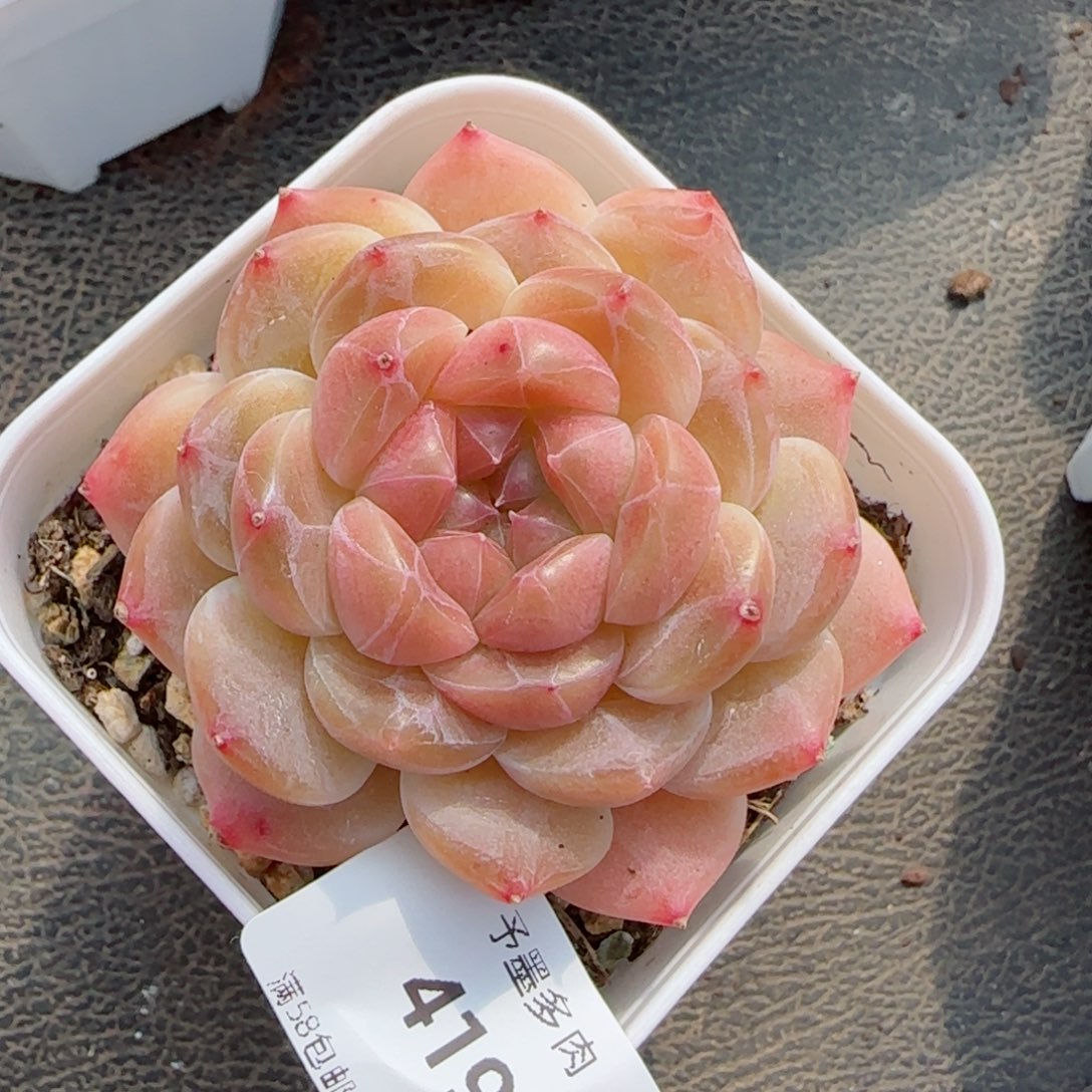 渐变色冰魄，4198多肉植物