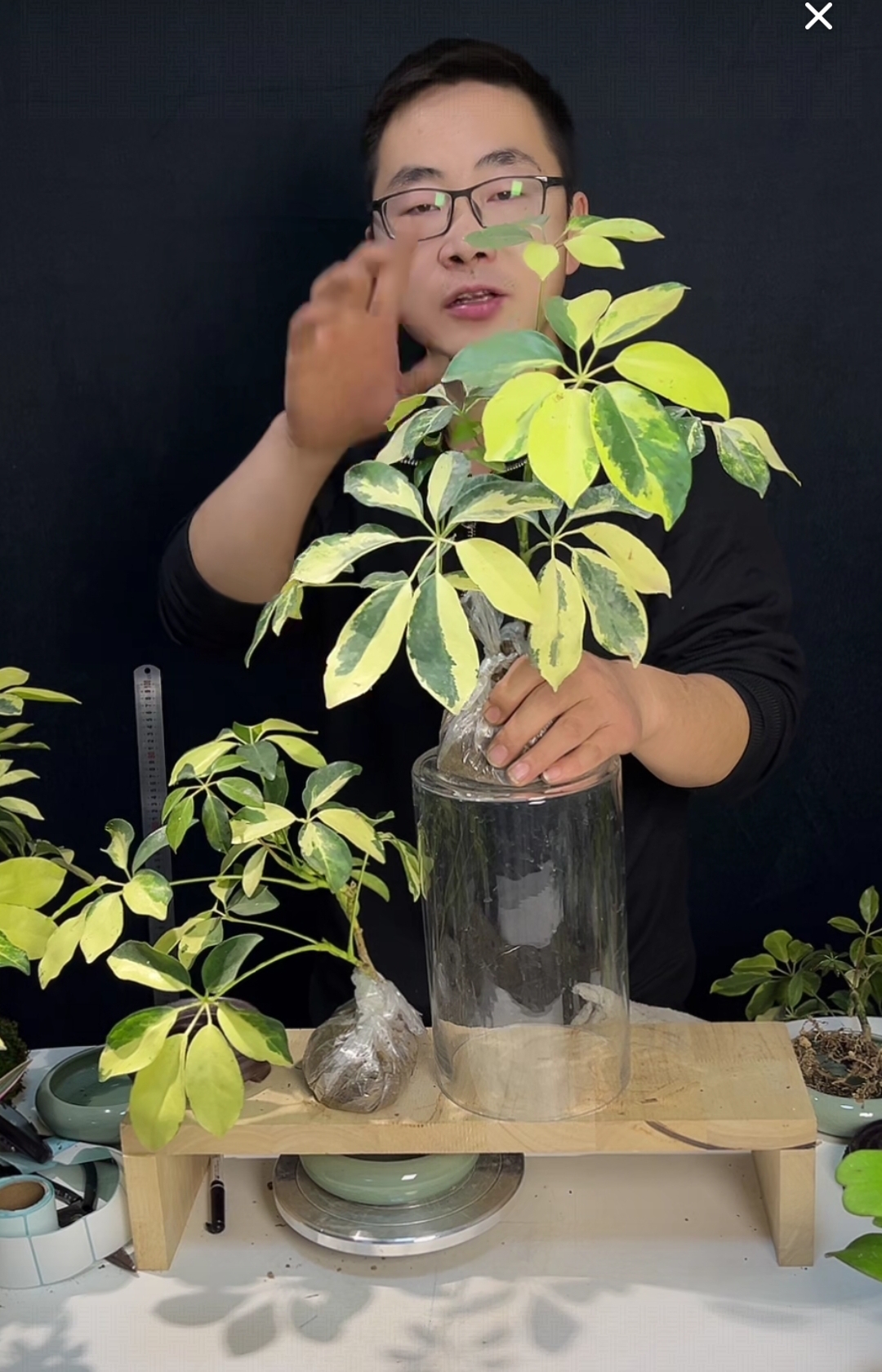 花叶鸭掌木护心土发货随机发货八方来财招财树