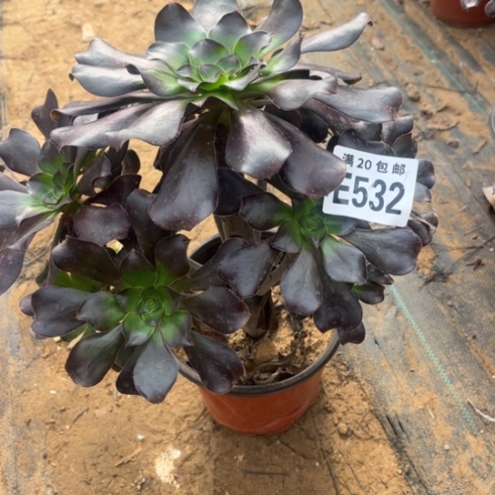 532巫毒法师不包断枝