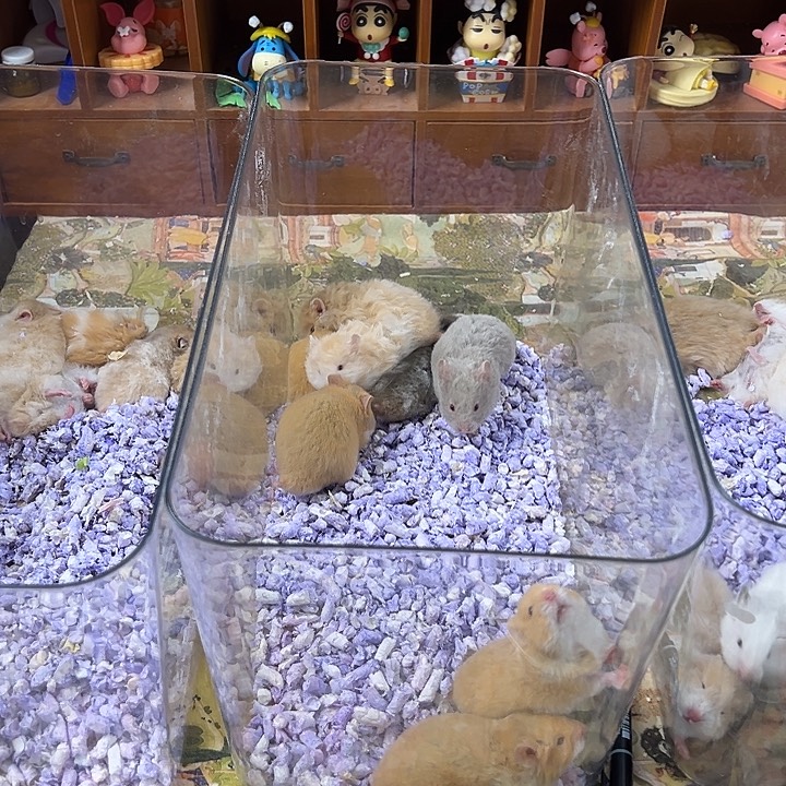 小***顾金丝熊粮福粉丝宝宝