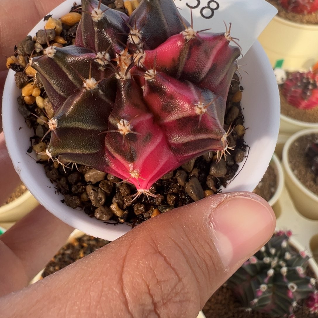 458 好看的米哈冲冲冲