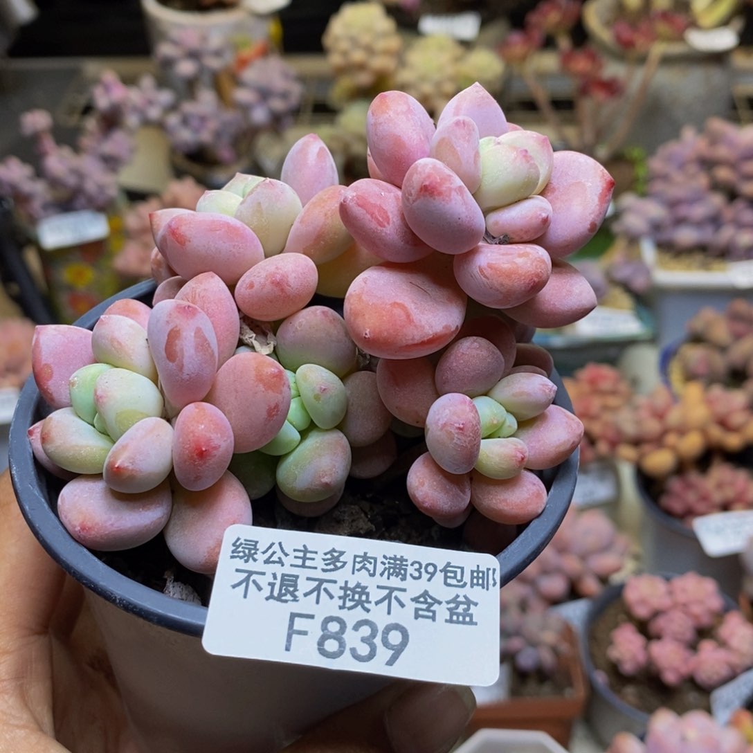 839樱花洛神多肉8c m