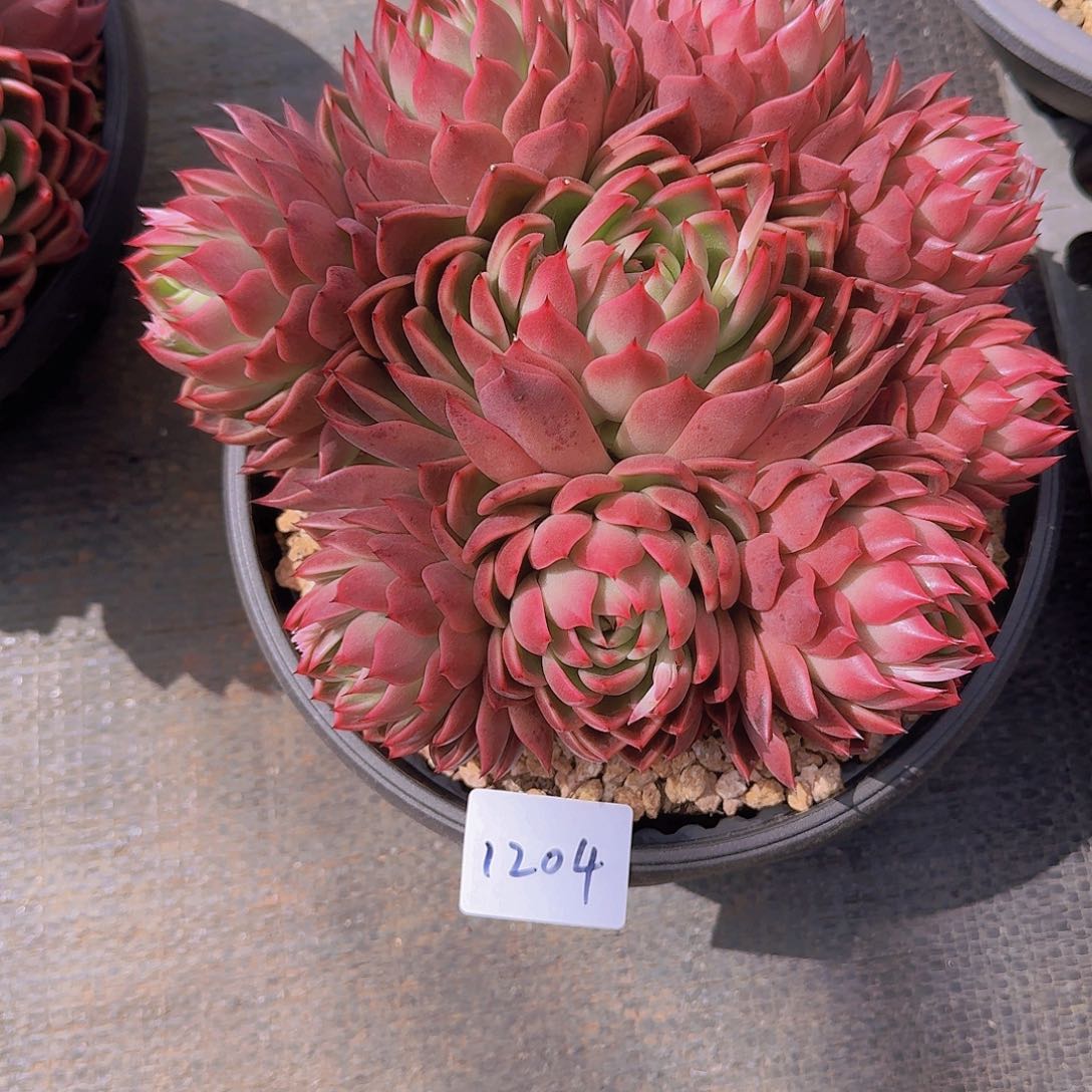 芳1204东云多肉植物