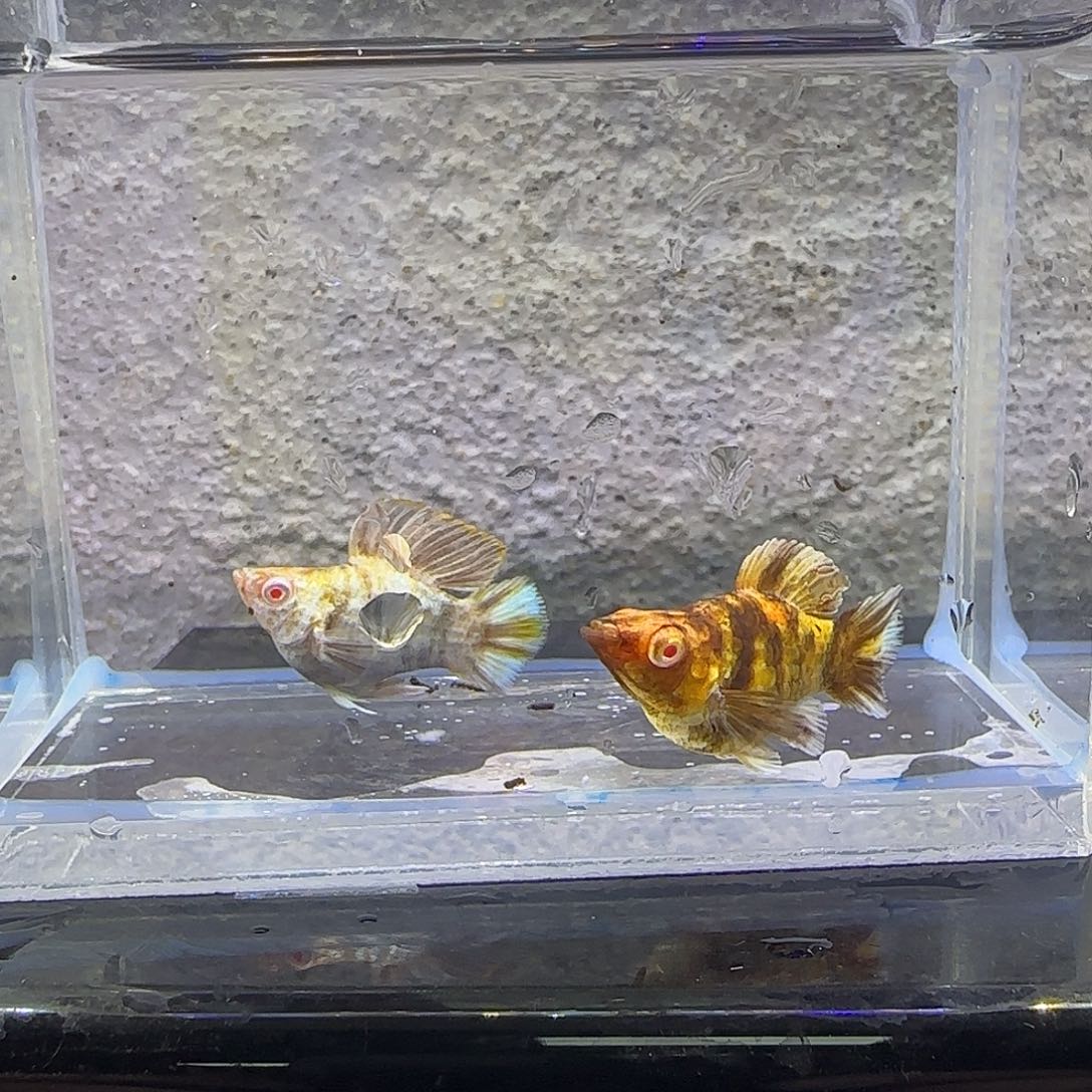 黑玛丽鱼金虎玛丽。70号