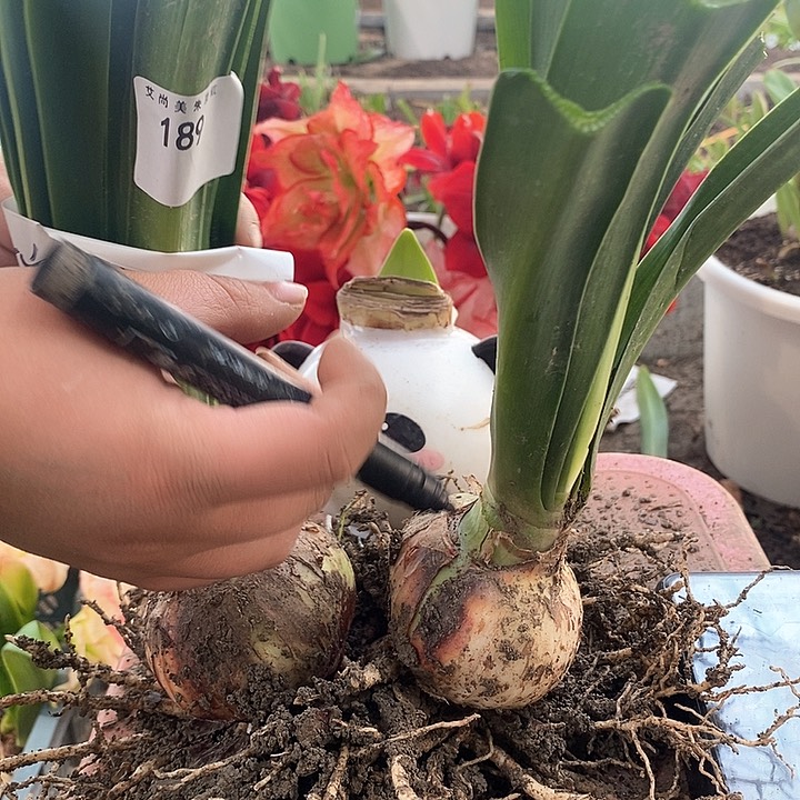 瑞秋双胞胎福利189号