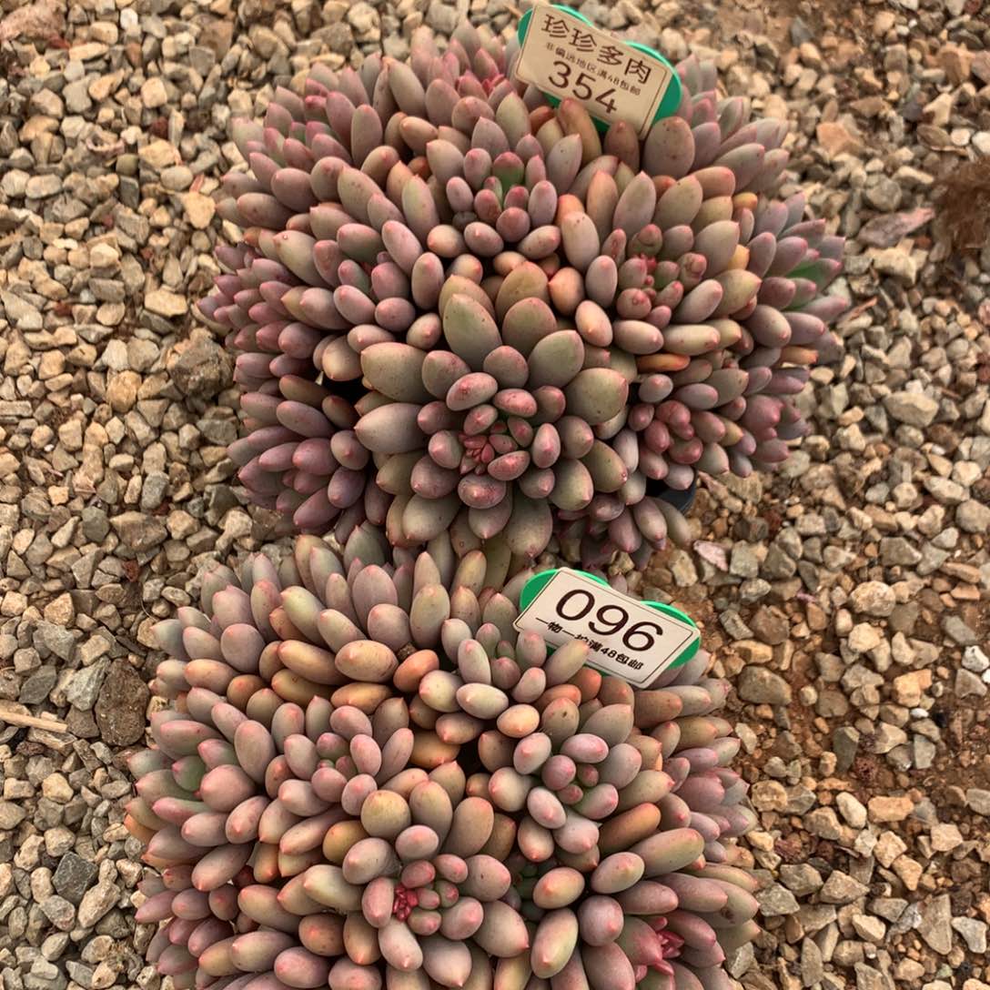 喜***）彩虹宝石老桩2颗096-354