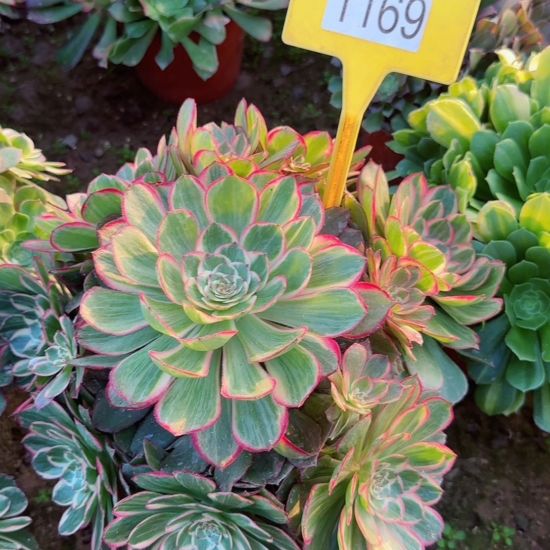 1169-1多头多肉植物