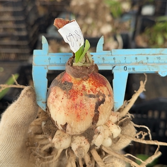 安瑞雅8号一圈侧5.5/6