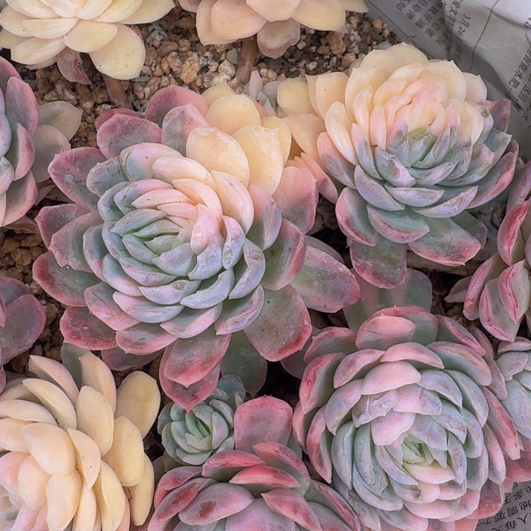 婷***了多肉植物的生长发育和生长