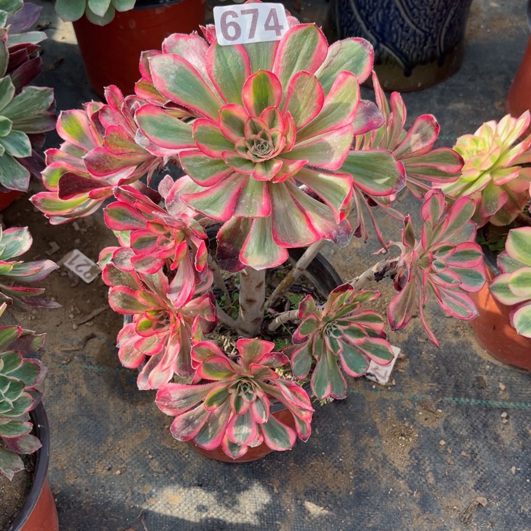 674丽娜法师多肉植物