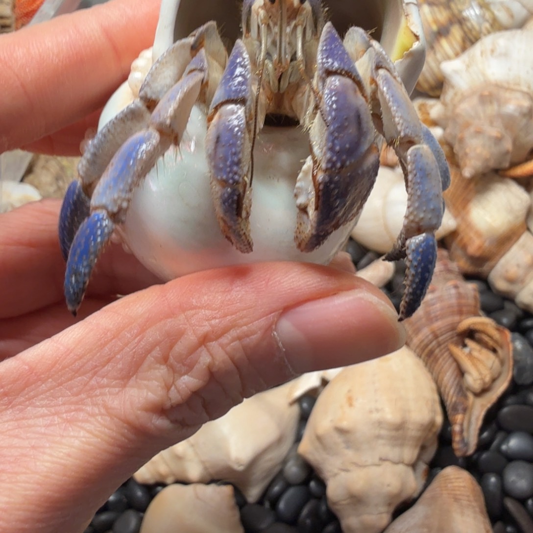 2.7口紫陆寄居蟹11111