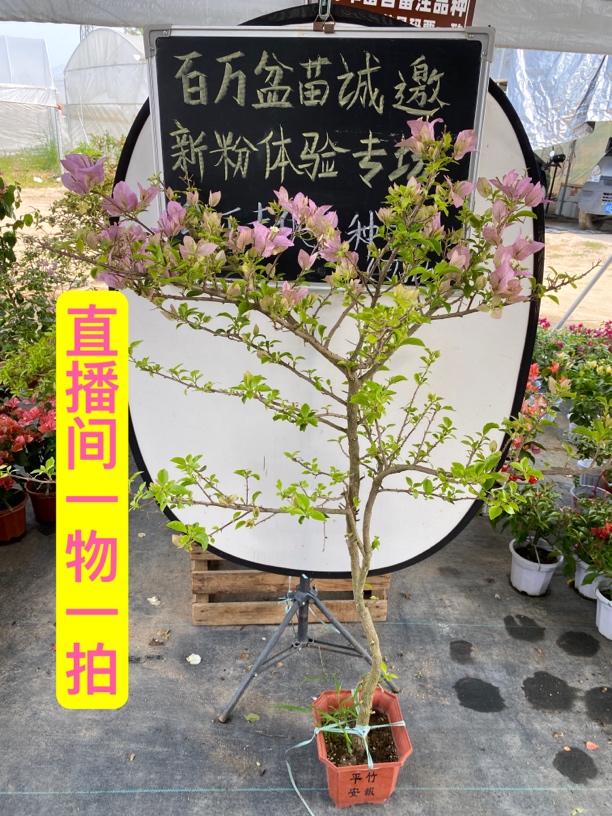 一物一拍三角梅〈老桩〉四季勤花品种爬藤飘枝庭院喜阳红粉白紫黄