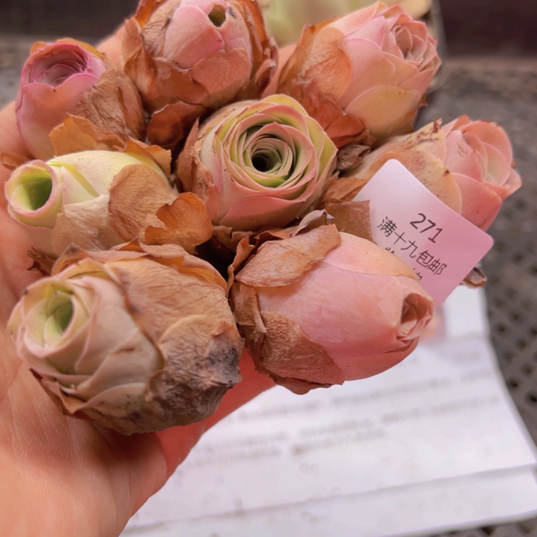 271 带盆土发货无售后