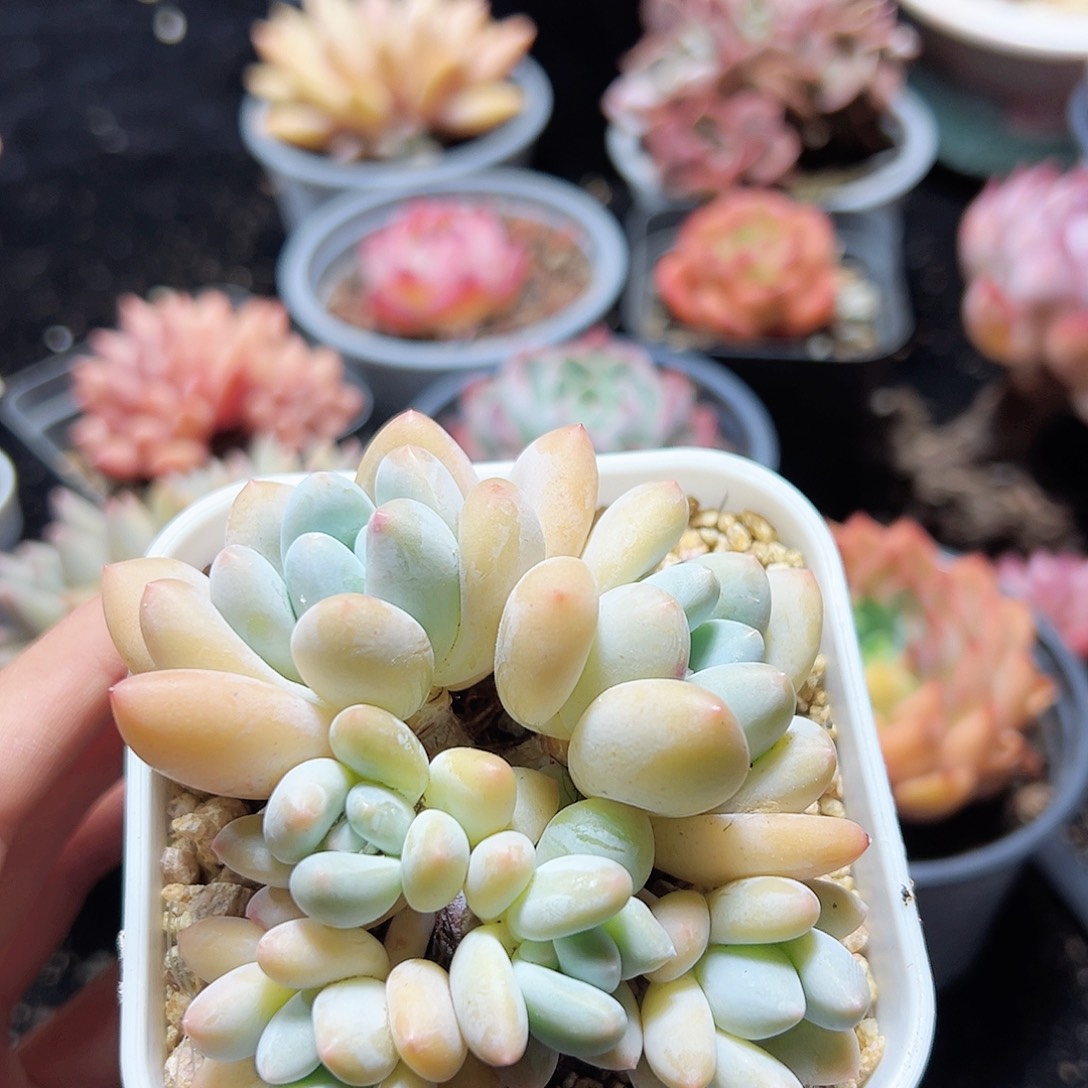6头小香水      