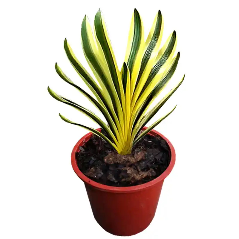 一花一拍 精品君子兰专拍链接