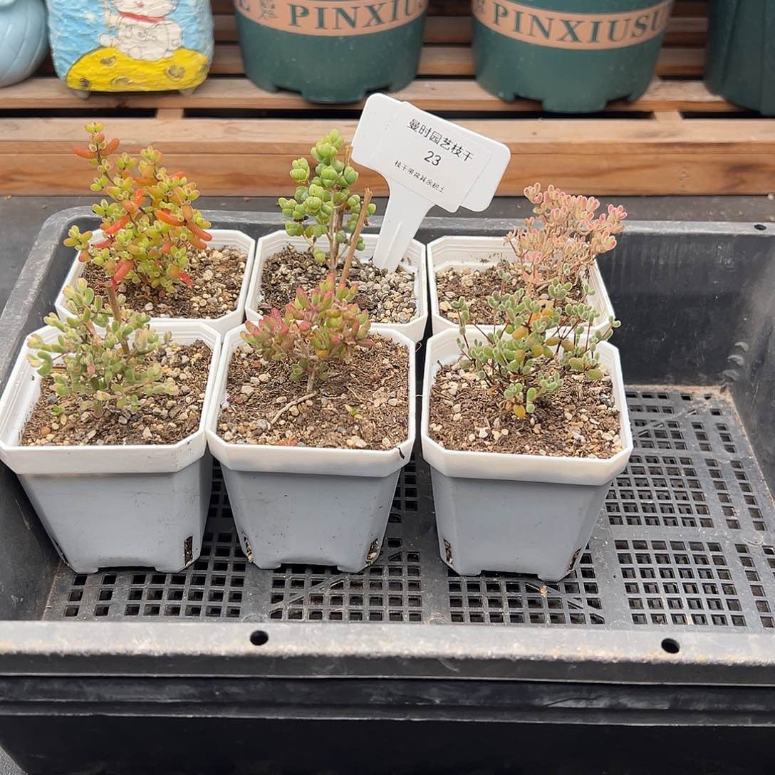 23号枝干6颗12.8多肉