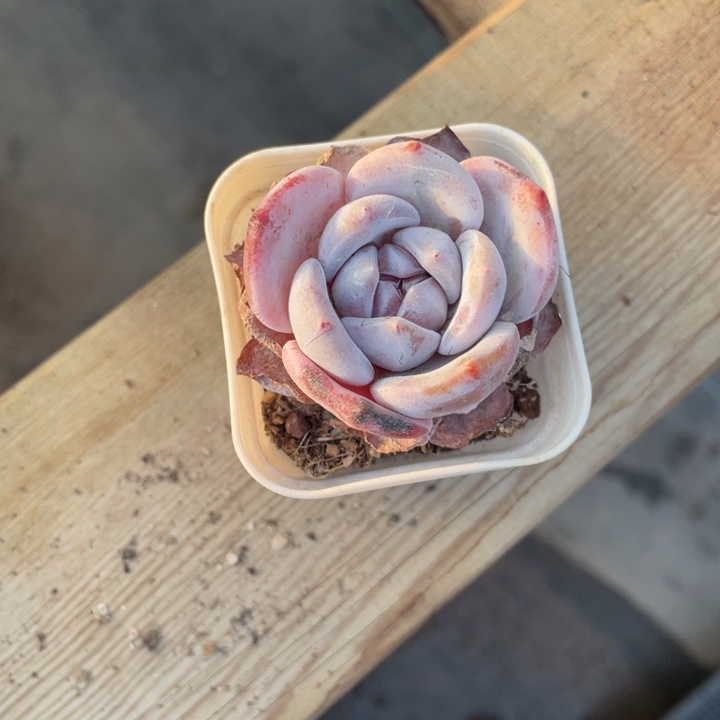 D***丶雪橙专拍一颗5.5厘米盆